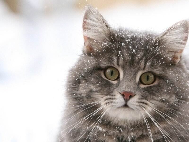 Gray Tabby Cat in Snow — Calm, Winter