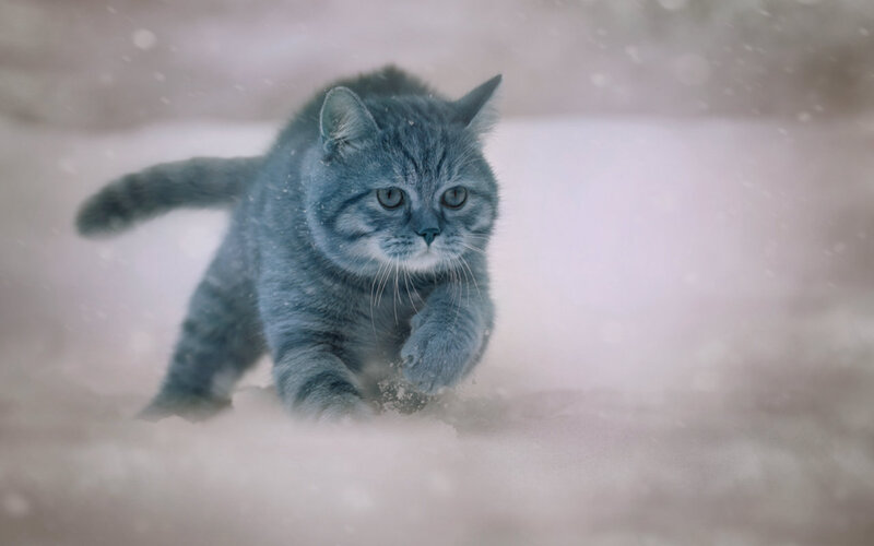 Gray Tabby Cat in Snow — Cold