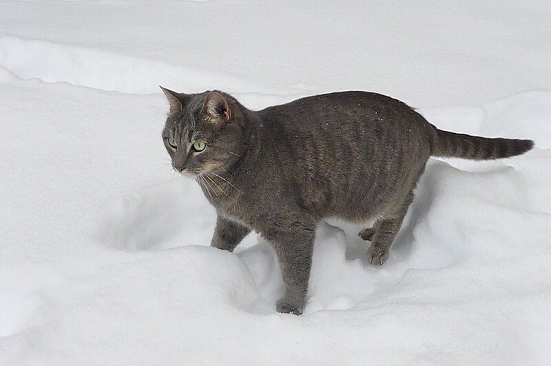 Gray Tabby Cat in Snow — White, Calm