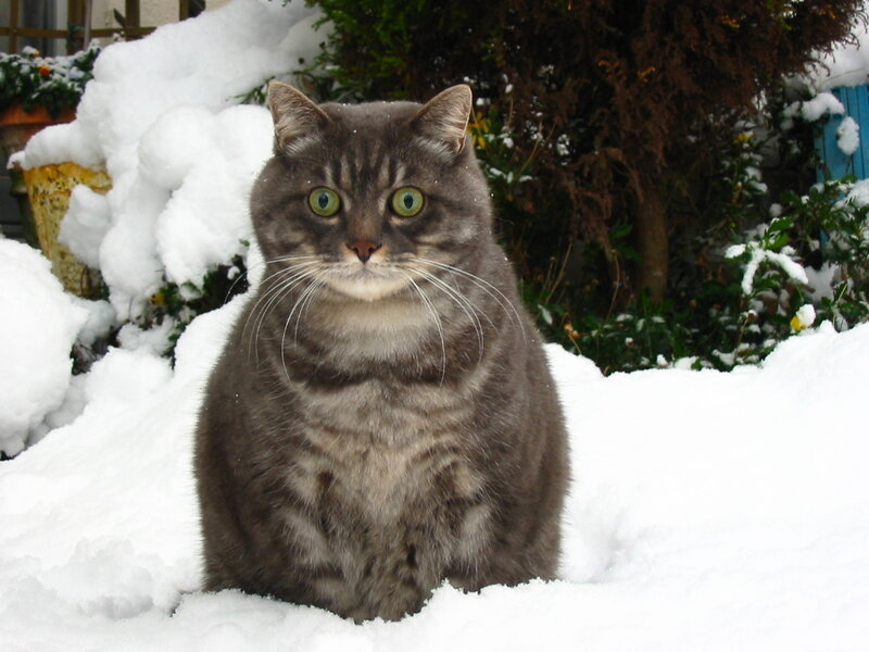 Gray Tabby Cat in Snow — White, Calm, Winter