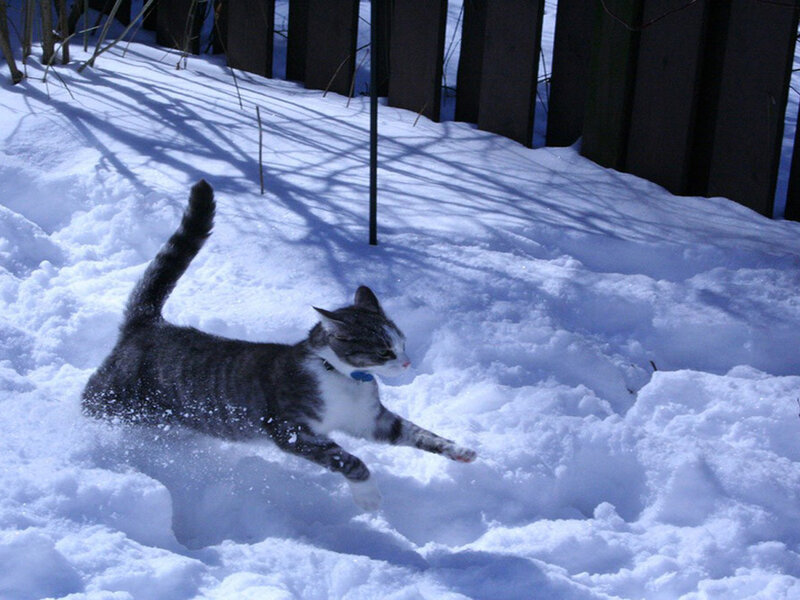 Gray Tabby Cat in Snow — White, Playful