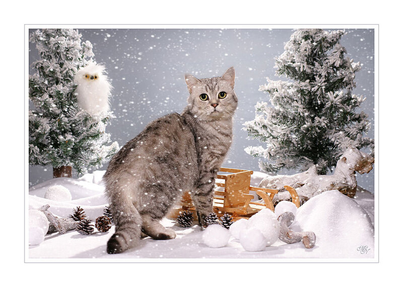 Gray Tabby Cat in Snow — White