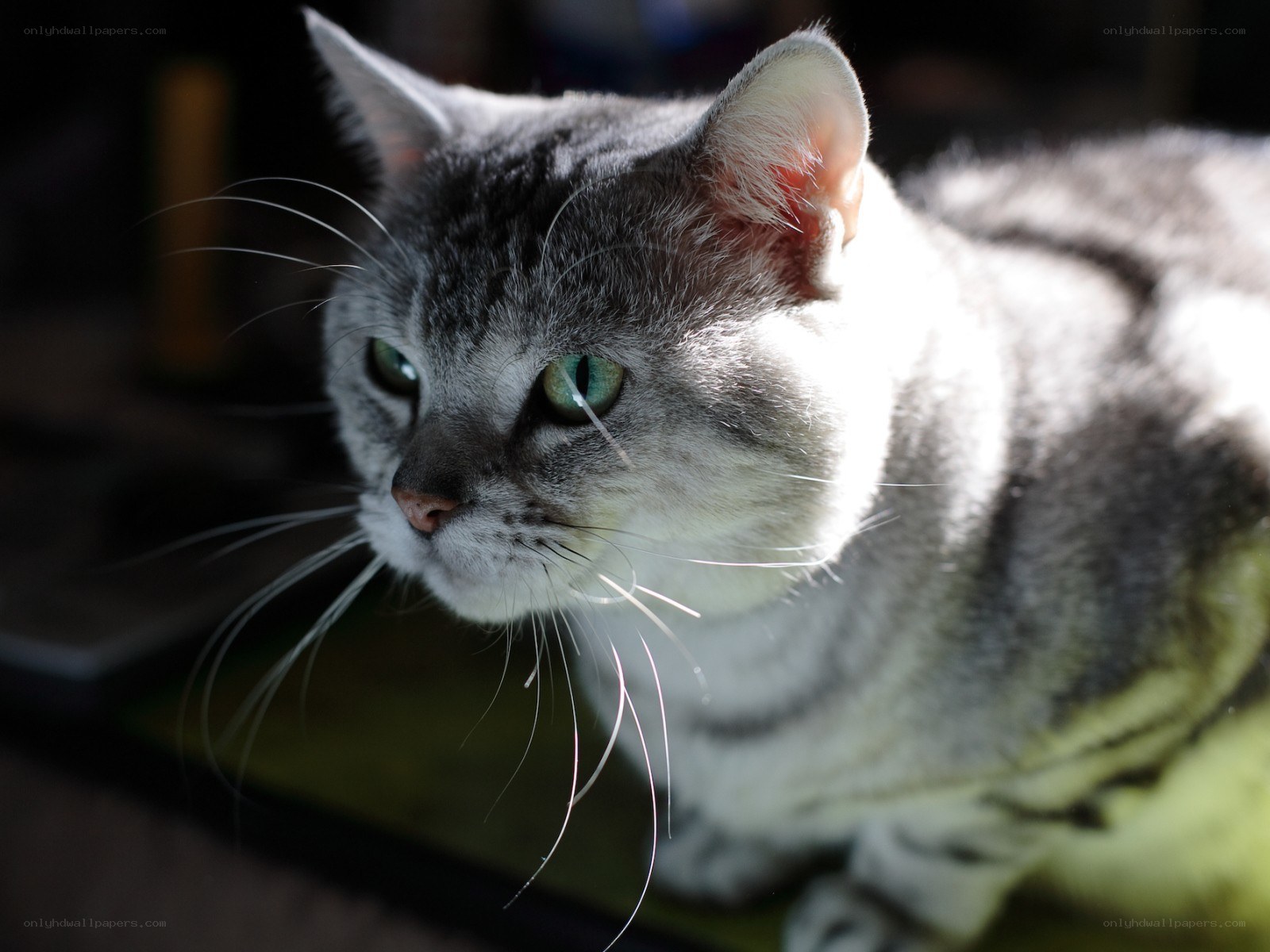 gray tabby cat in sunlight
