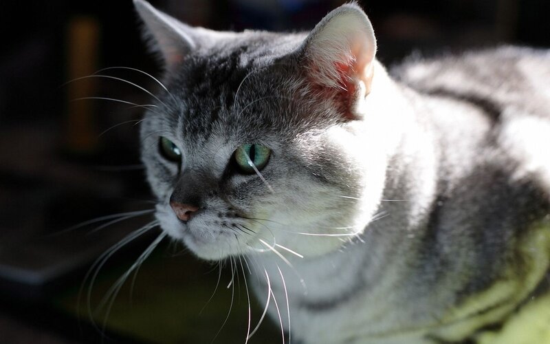 gray tabby cat in sunlight