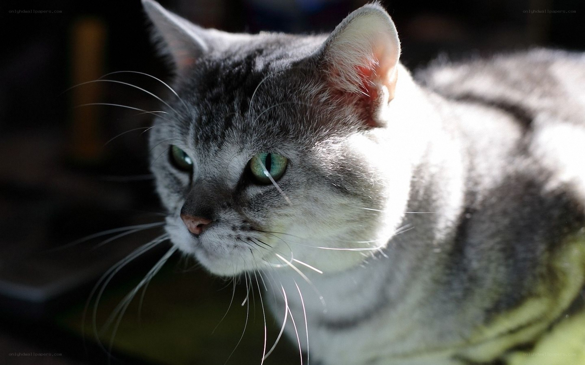 gray tabby cat in sunlight