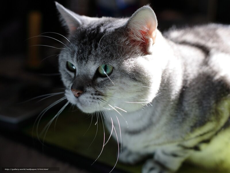 gray tabby cat in sunlight