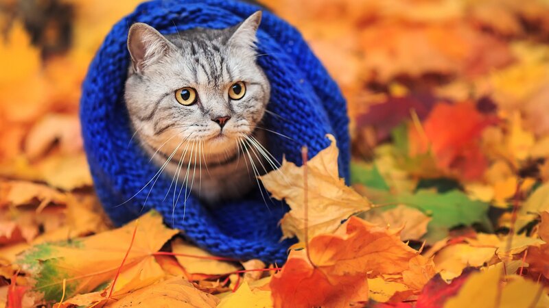 Gray Tabby Cat in Sweater — Orange, Calm