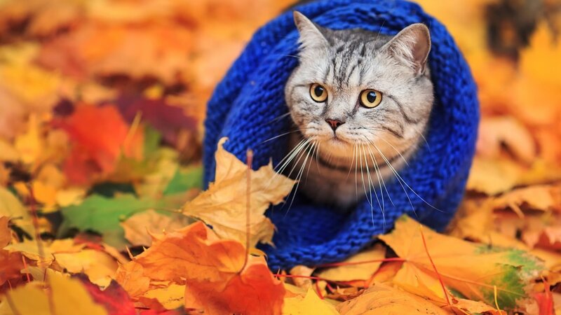 Gray Tabby Cat in Sweater — Orange