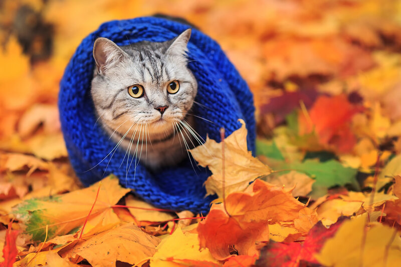 Gray Tabby Cat in Sweater