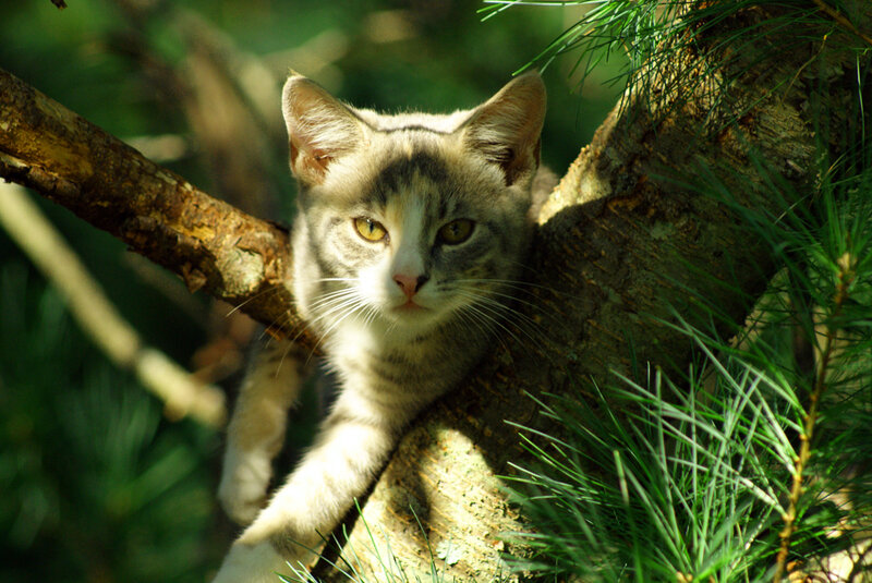 Gray Tabby Cat in Tree — Green, Calm