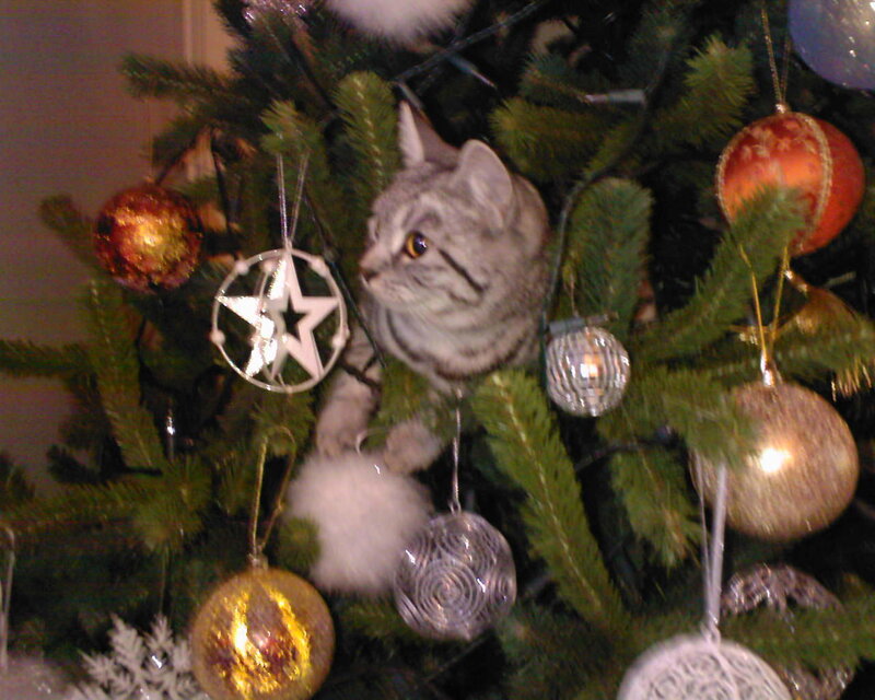 Gray Tabby Cat in Tree — Green, Festive