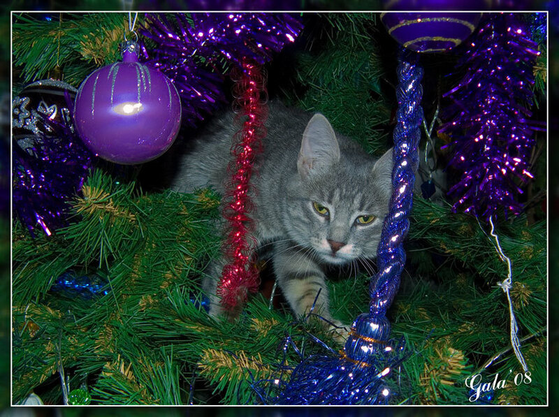 Gray Tabby Cat in Tree — Green