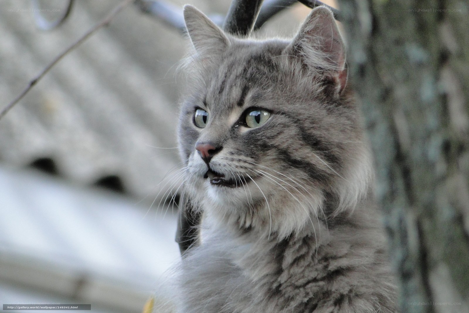 gray tabby cat in tree