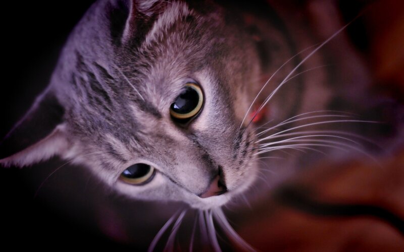 Gray Tabby Cat — Intense, Night, Photograph