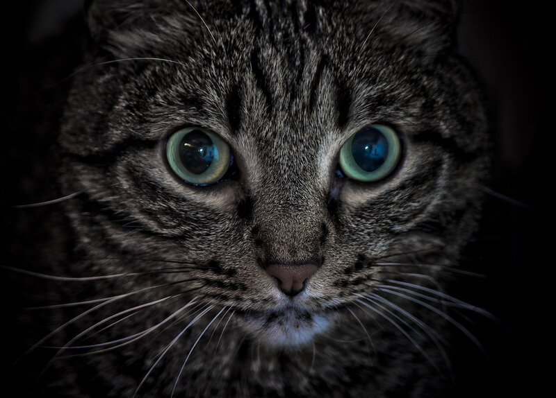 Gray Tabby Cat — Intense, Night