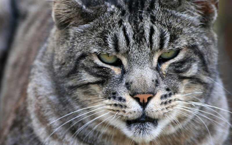 Gray Tabby Cat — Intense, Photograph, Eyes