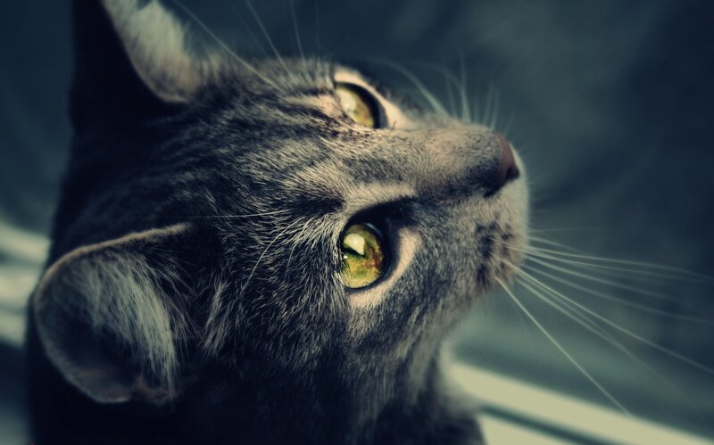 Gray Tabby Cat — Intense, Photograph, Eyes, Whiskers