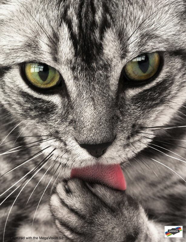 Gray Tabby Cat — Intense, Photograph, Tongue