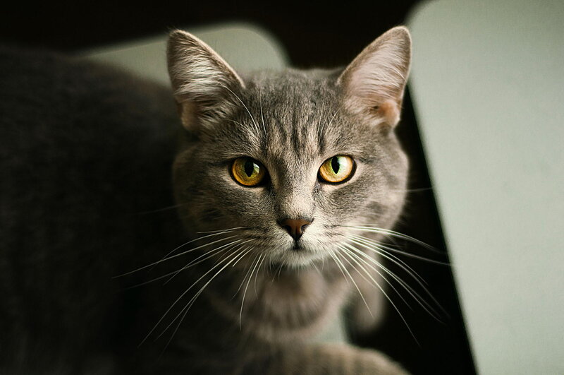 Gray Tabby Cat — Intense, Photograph, Whiskers, Eyes