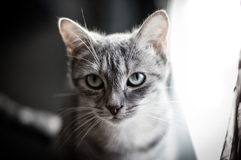 Gray Tabby Cat — Intense, Photograph, Whiskers, Eyes, Window