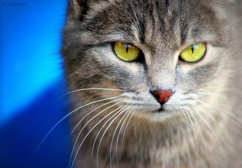 Gray Tabby Cat — Intense, Photograph, Whiskers