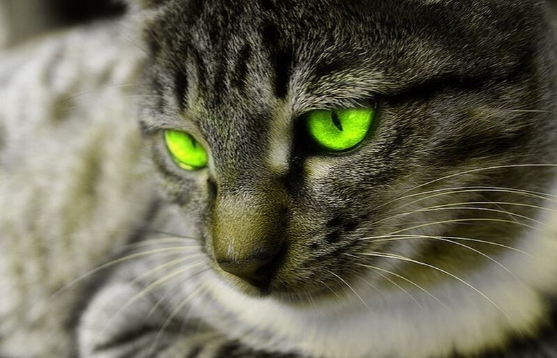 Gray Tabby Cat — Intense