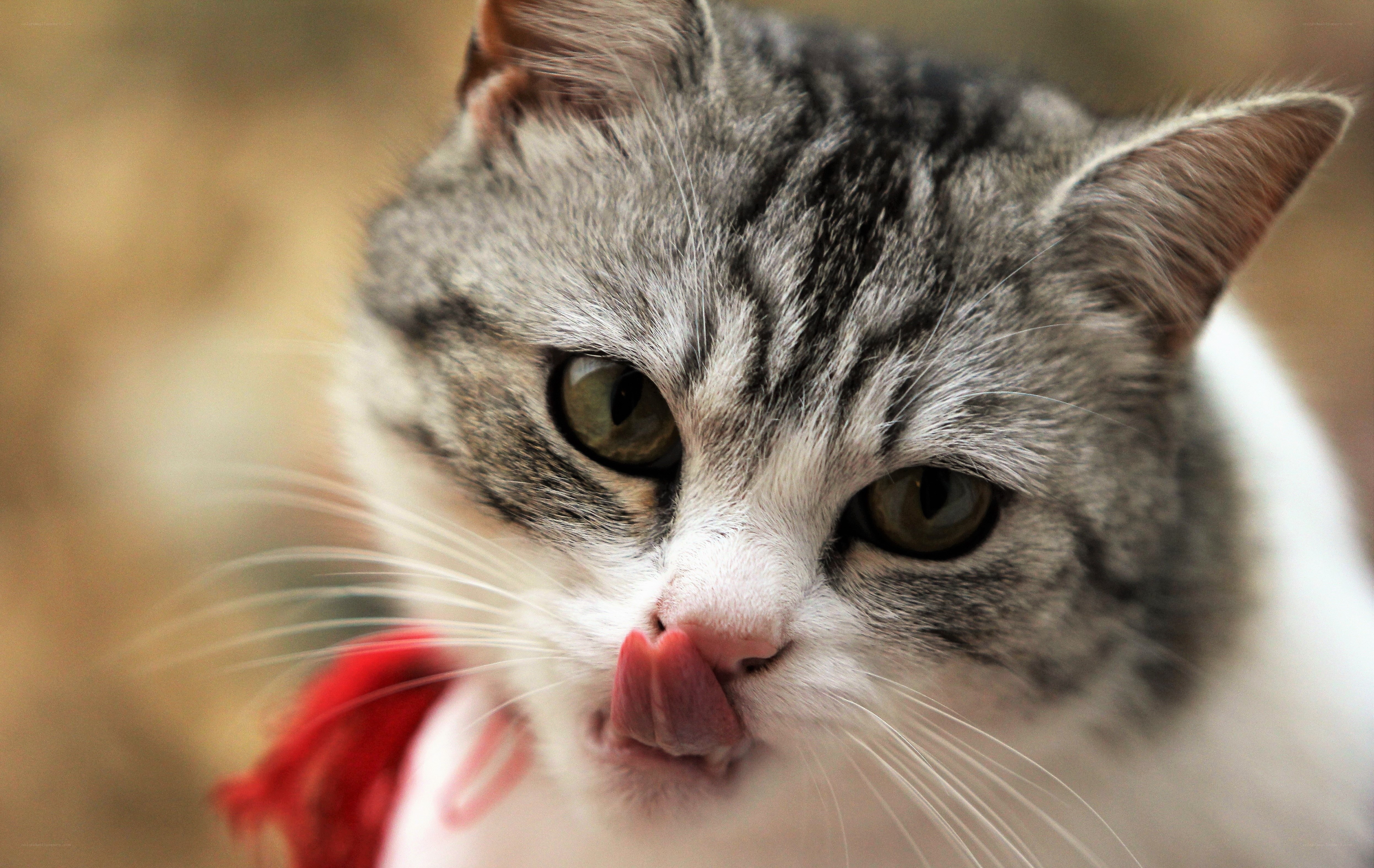 gray tabby cat licking nose