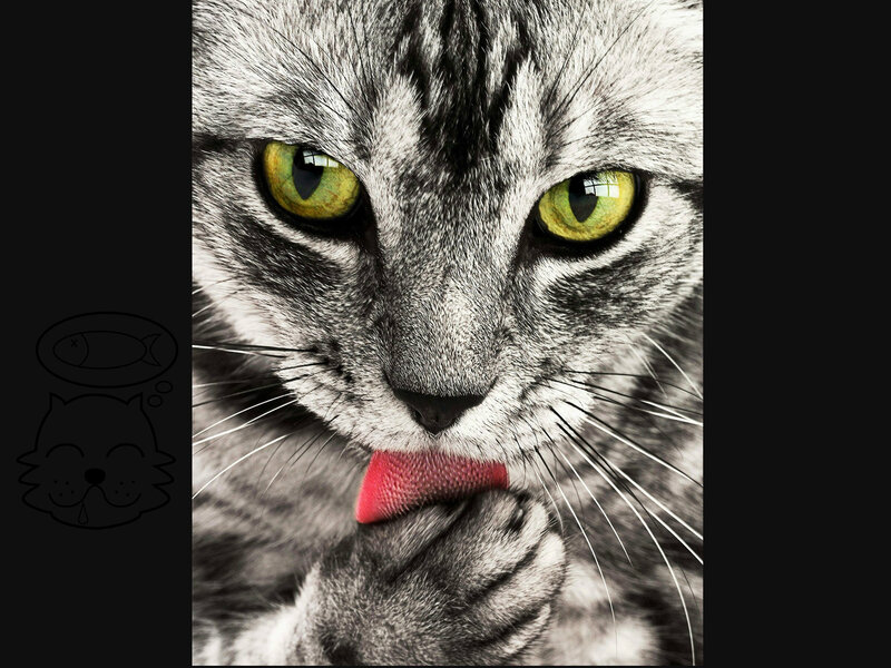 Gray Tabby Cat Licking