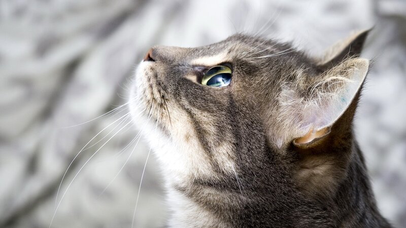 gray tabby cat looking up