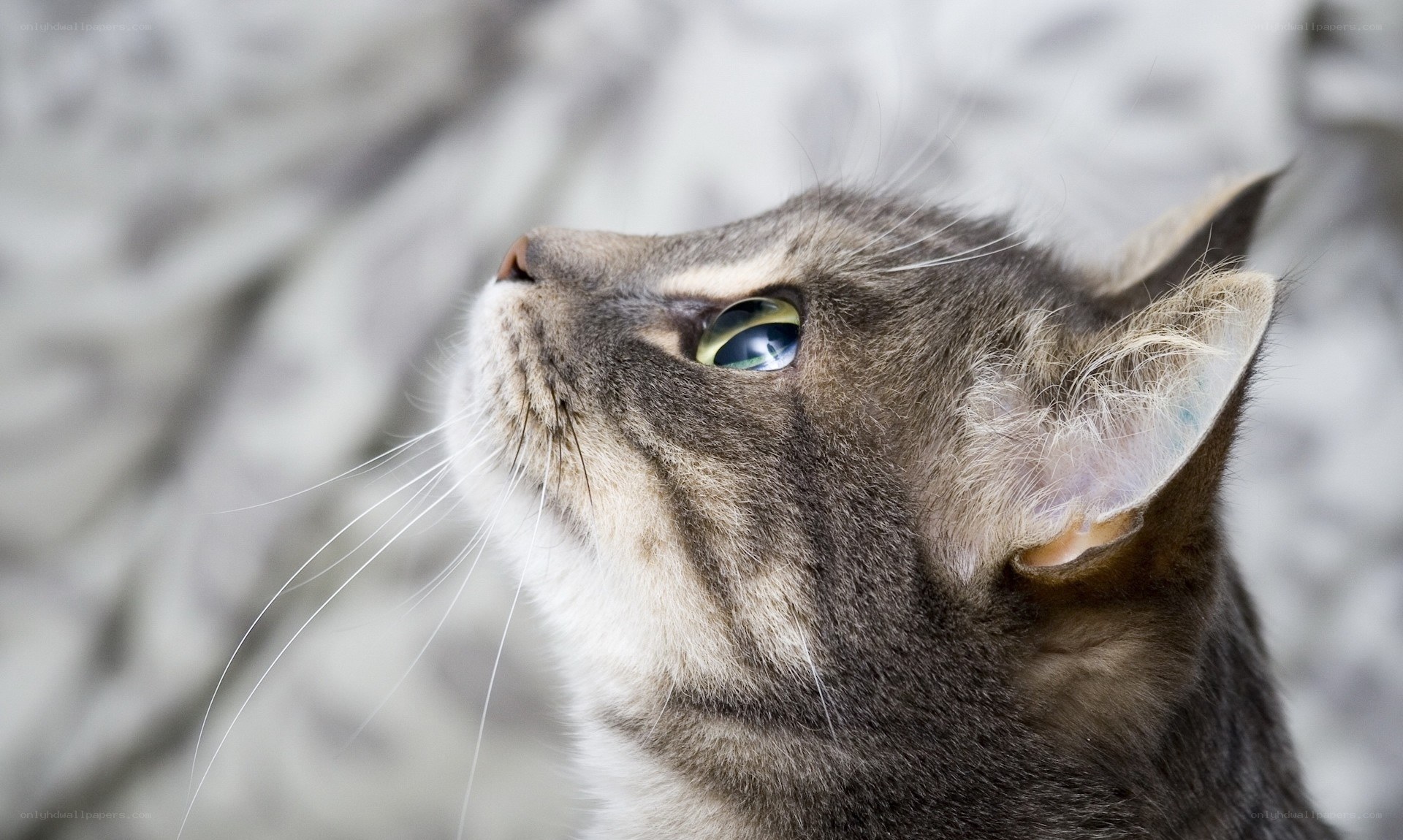 gray tabby cat looking up