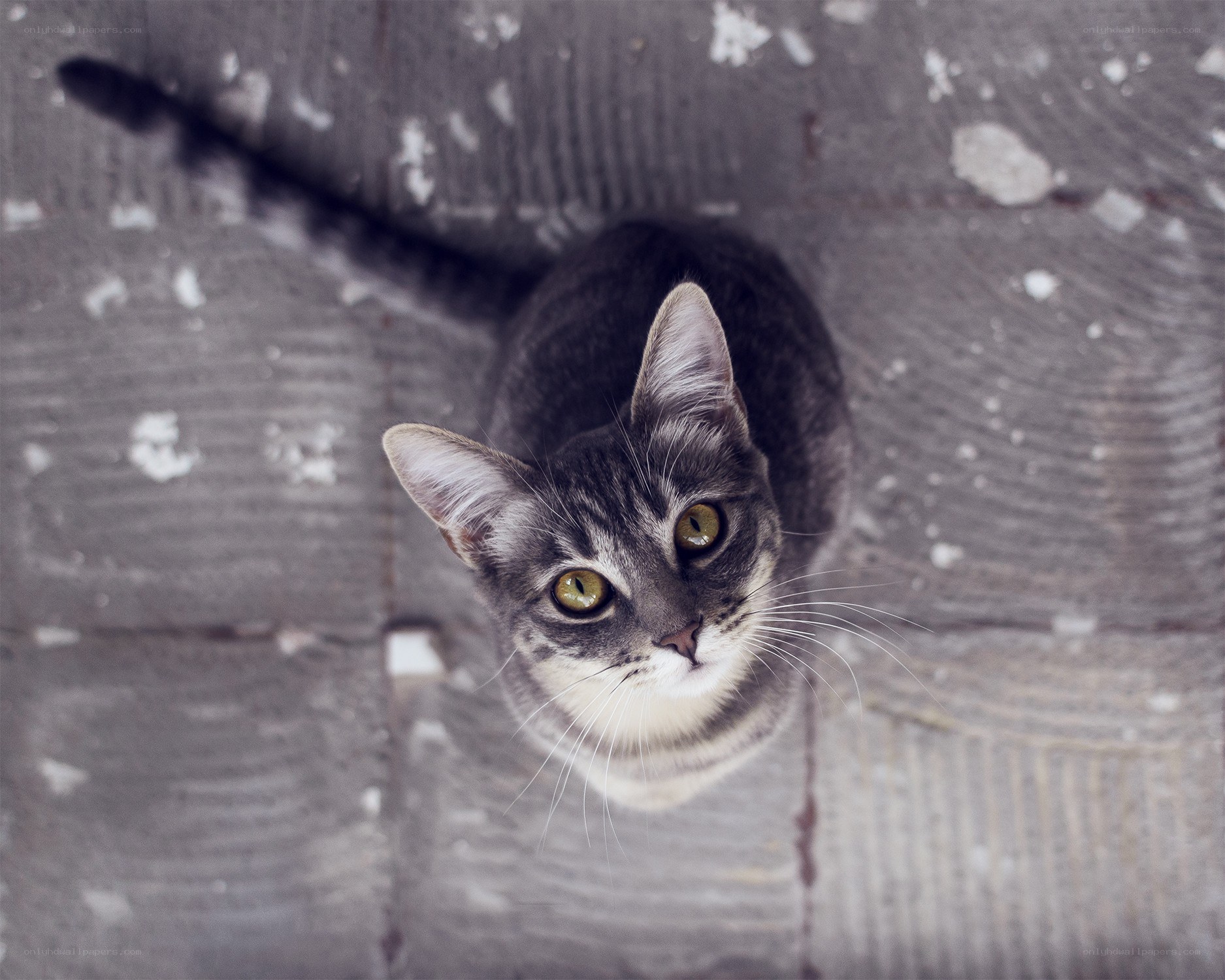gray tabby cat looking up
