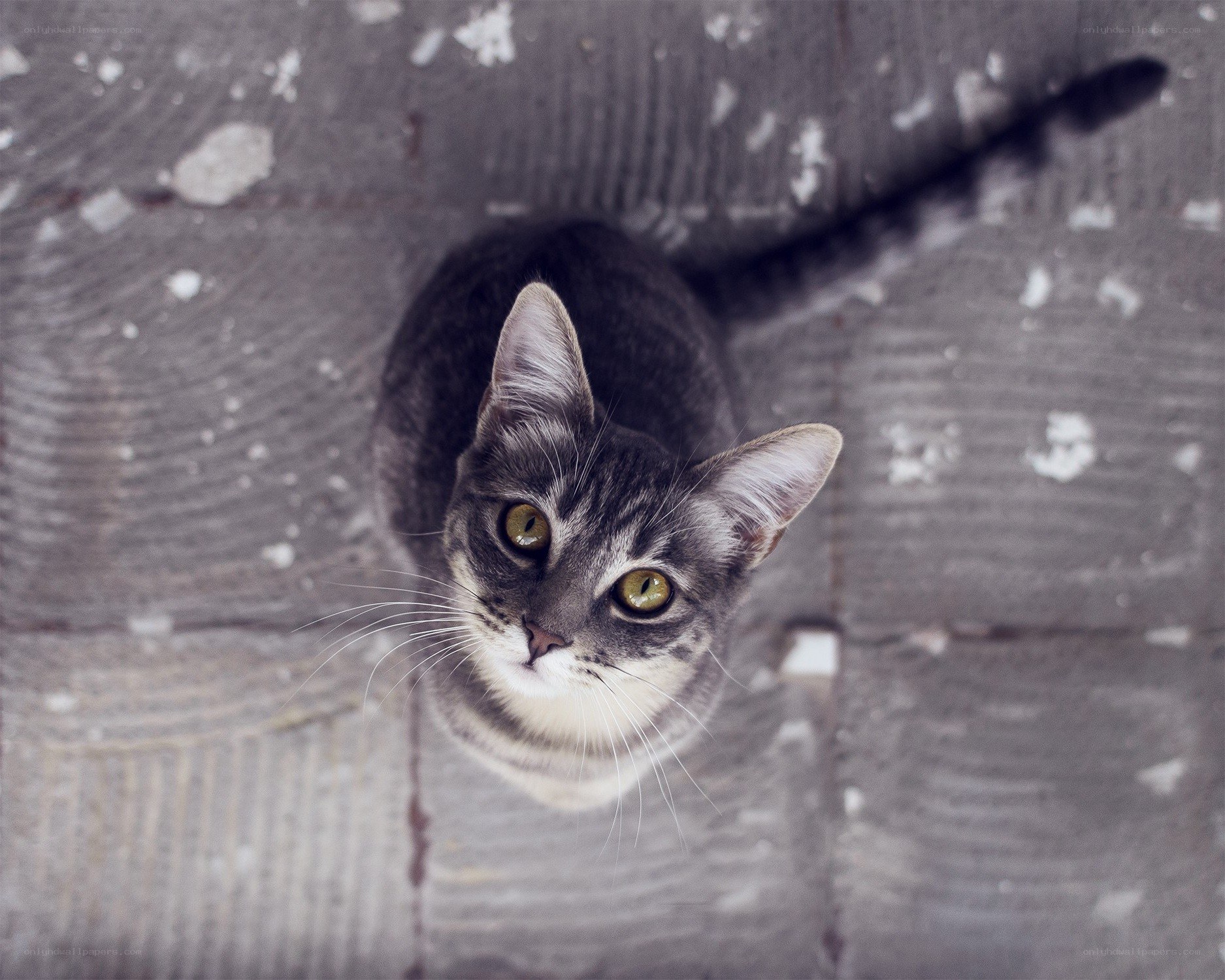 gray tabby cat looking up