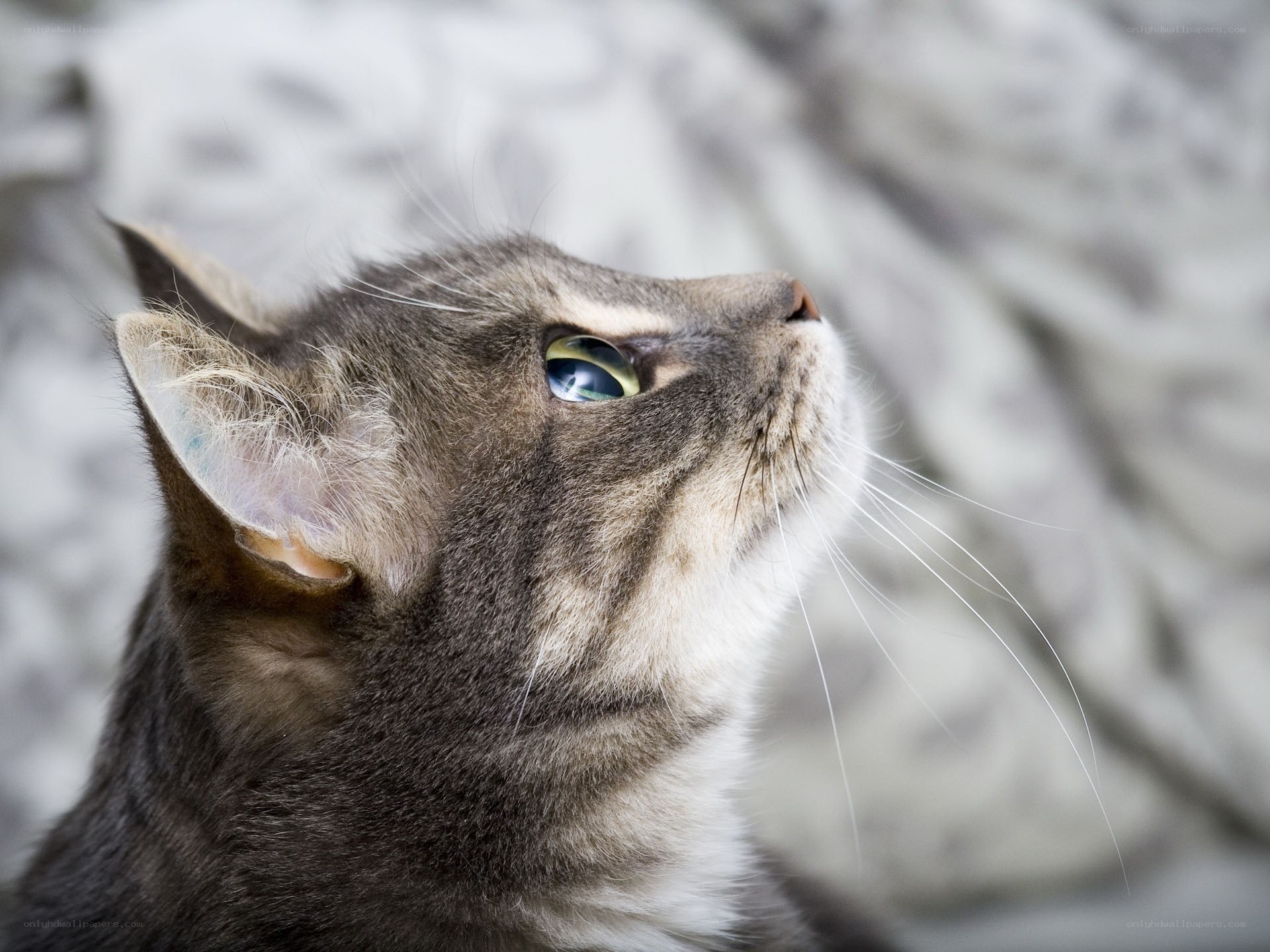 gray tabby cat looking up