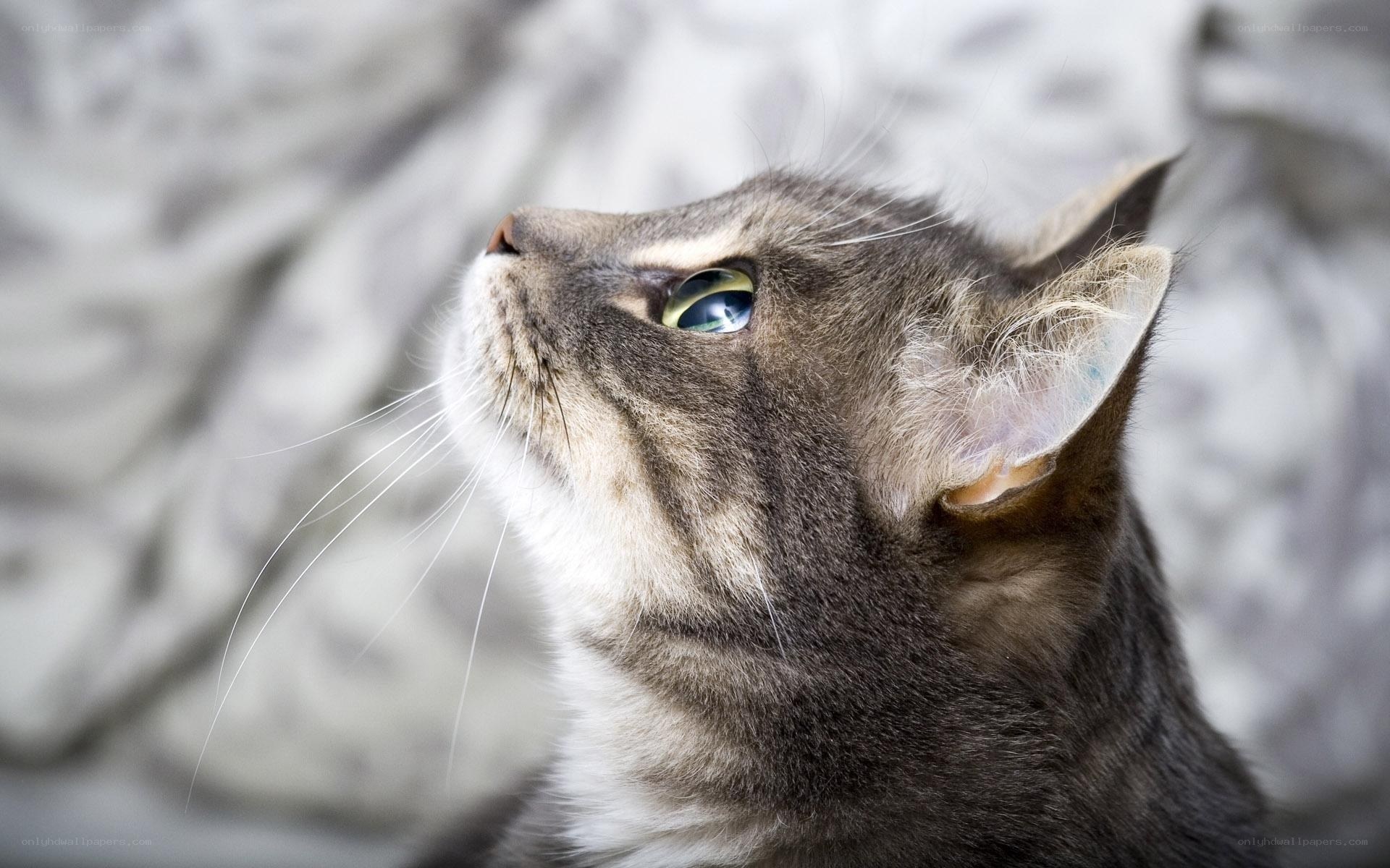 gray tabby cat looking up