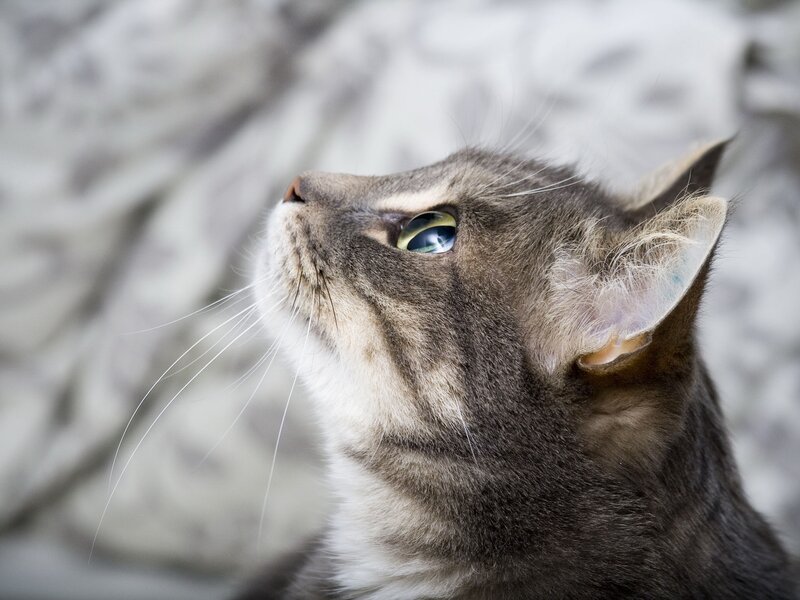 gray tabby cat looking up