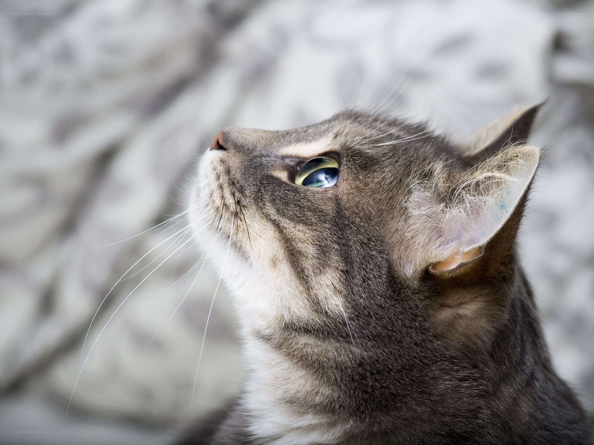 gray tabby cat looking up