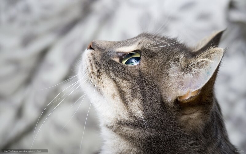 gray tabby cat looking up