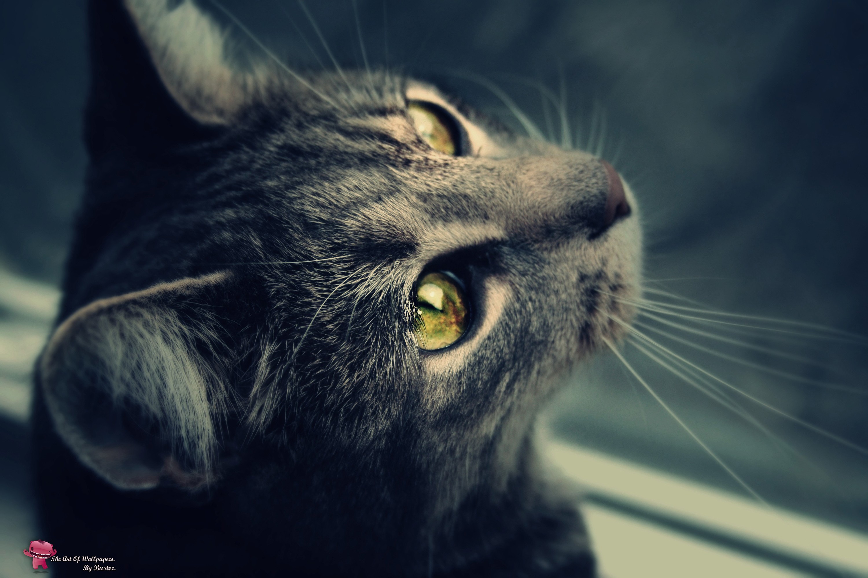 gray tabby cat looking up