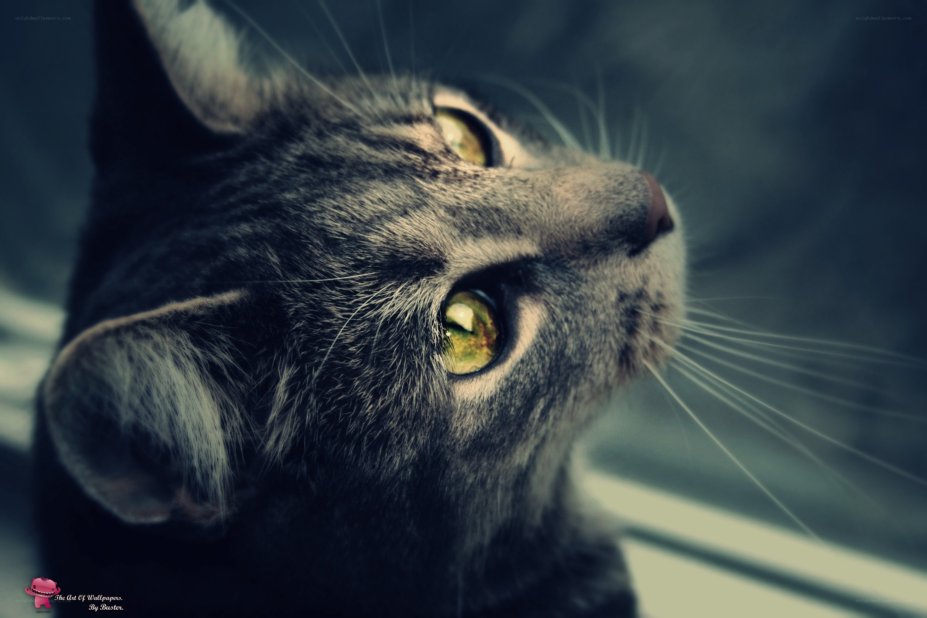 gray tabby cat looking up