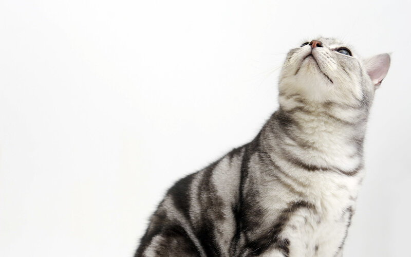 gray tabby cat looking up