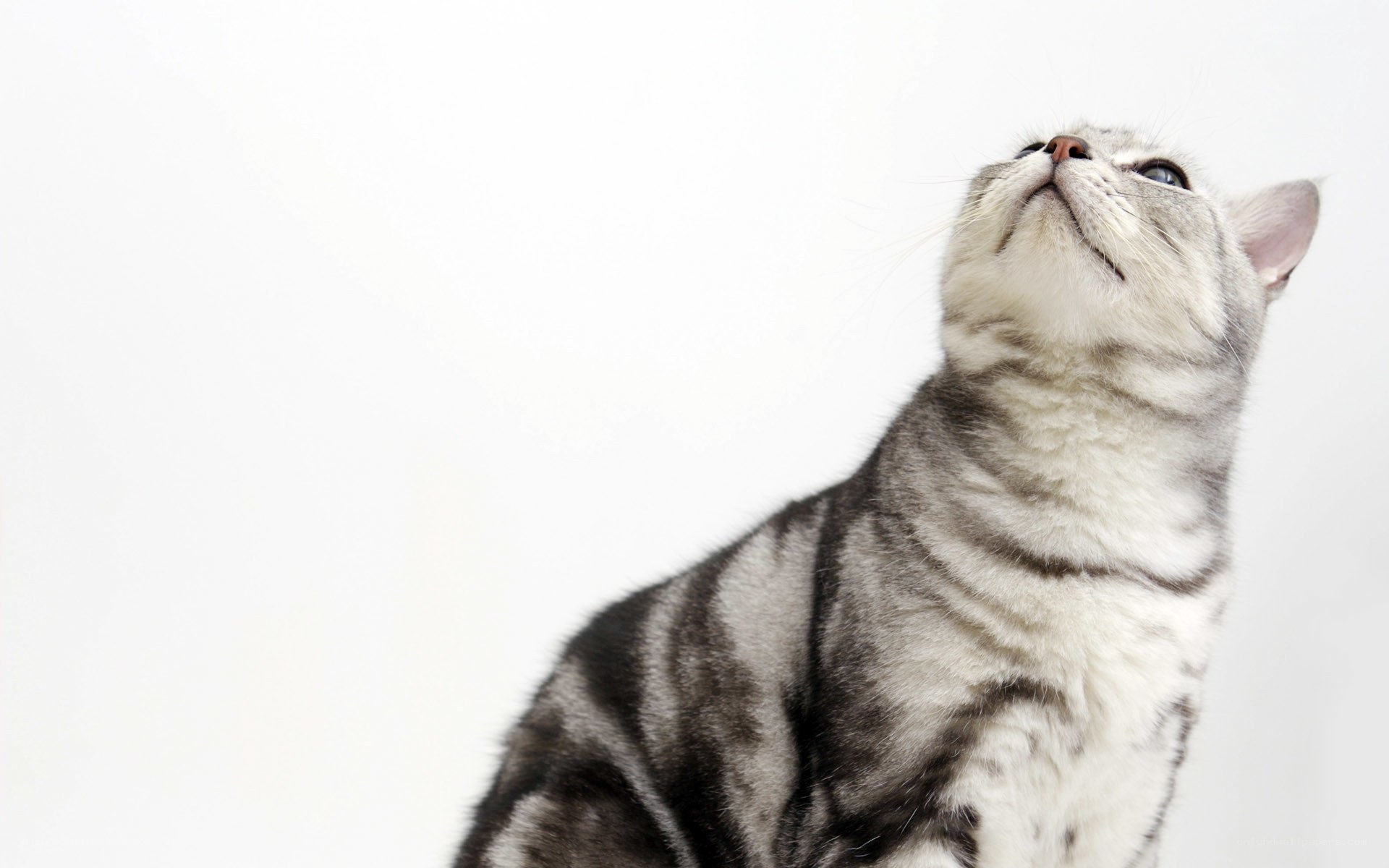 gray tabby cat looking up