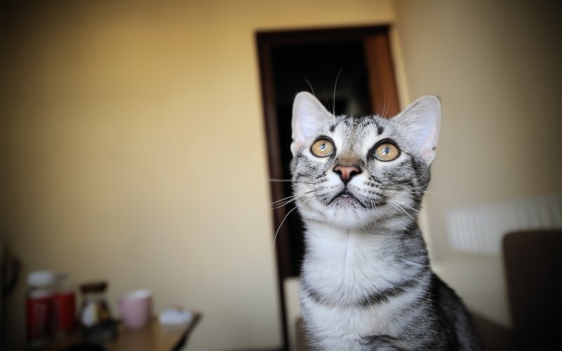 gray tabby cat looking up