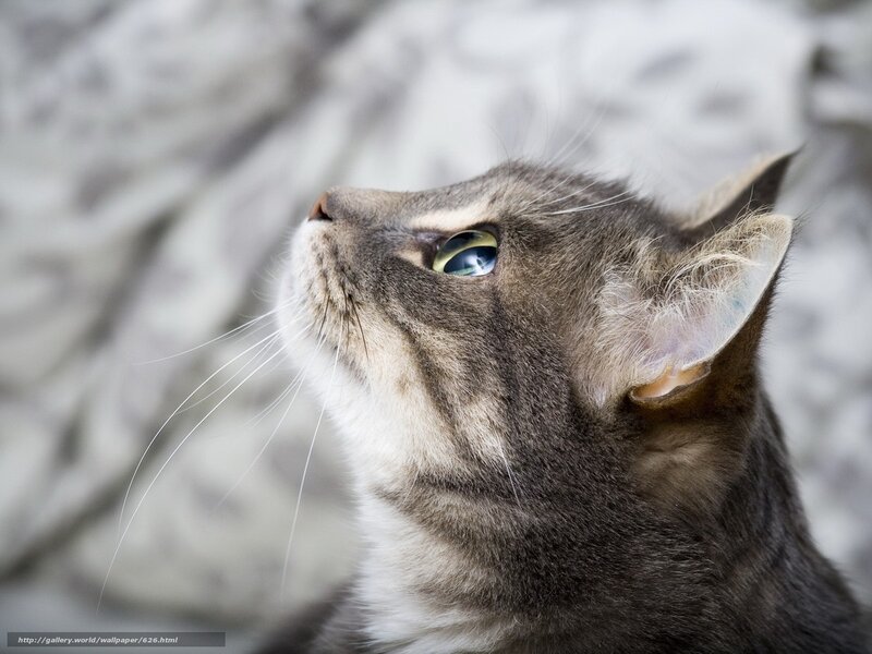 gray tabby cat looking up