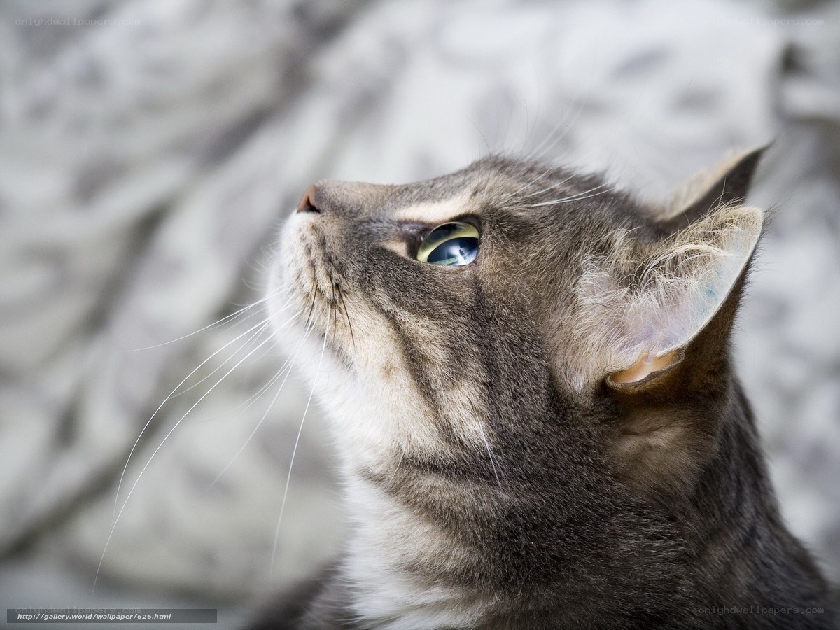 gray tabby cat looking up