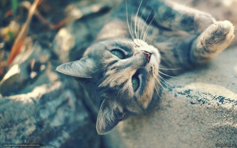 Gray Tabby Cat Lying — Calm, Afternoon, Photograph, Rocks
