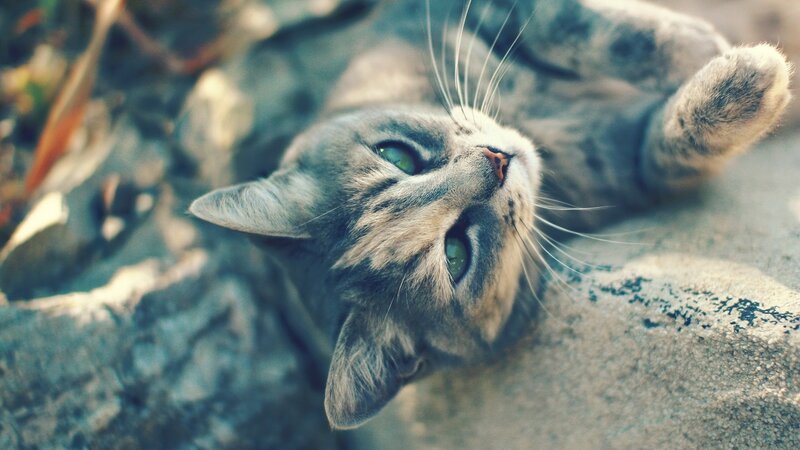 Gray Tabby Cat Lying — Calm, Afternoon, Photograph, Whiskers, Eyes