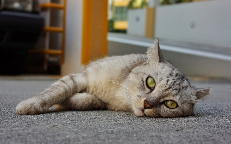 Gray Tabby Cat Lying — Calm, Afternoon