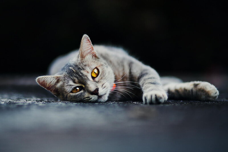 Gray Tabby Cat Lying — Calm, Photograph, Collar