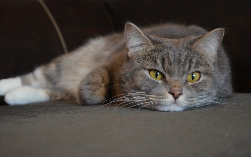 Gray Tabby Cat Lying — Calm, Photograph, Couch
