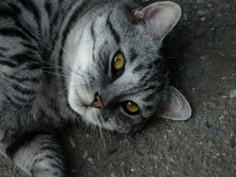Gray Tabby Cat Lying — Calm, Photograph, Ground